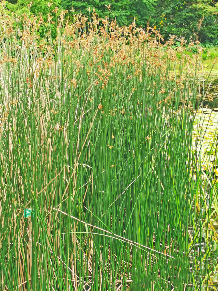 Seesimse - Scirpus lacustris